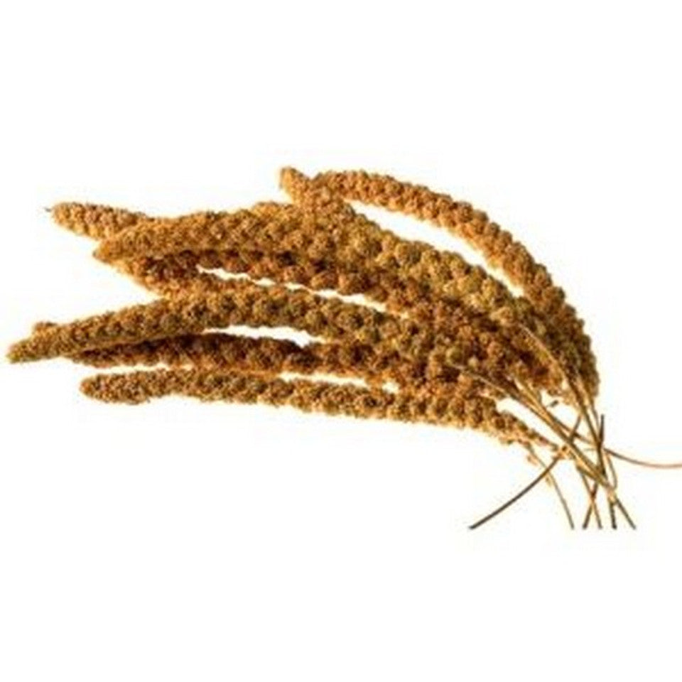 Millet Sprays Approx 10 Inch 80g