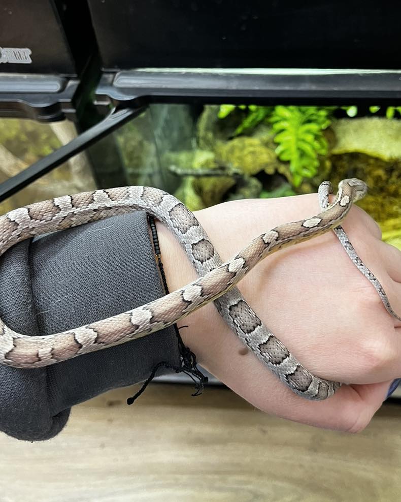 Anery het hypo Corn Snake- Pantherophis guttatus