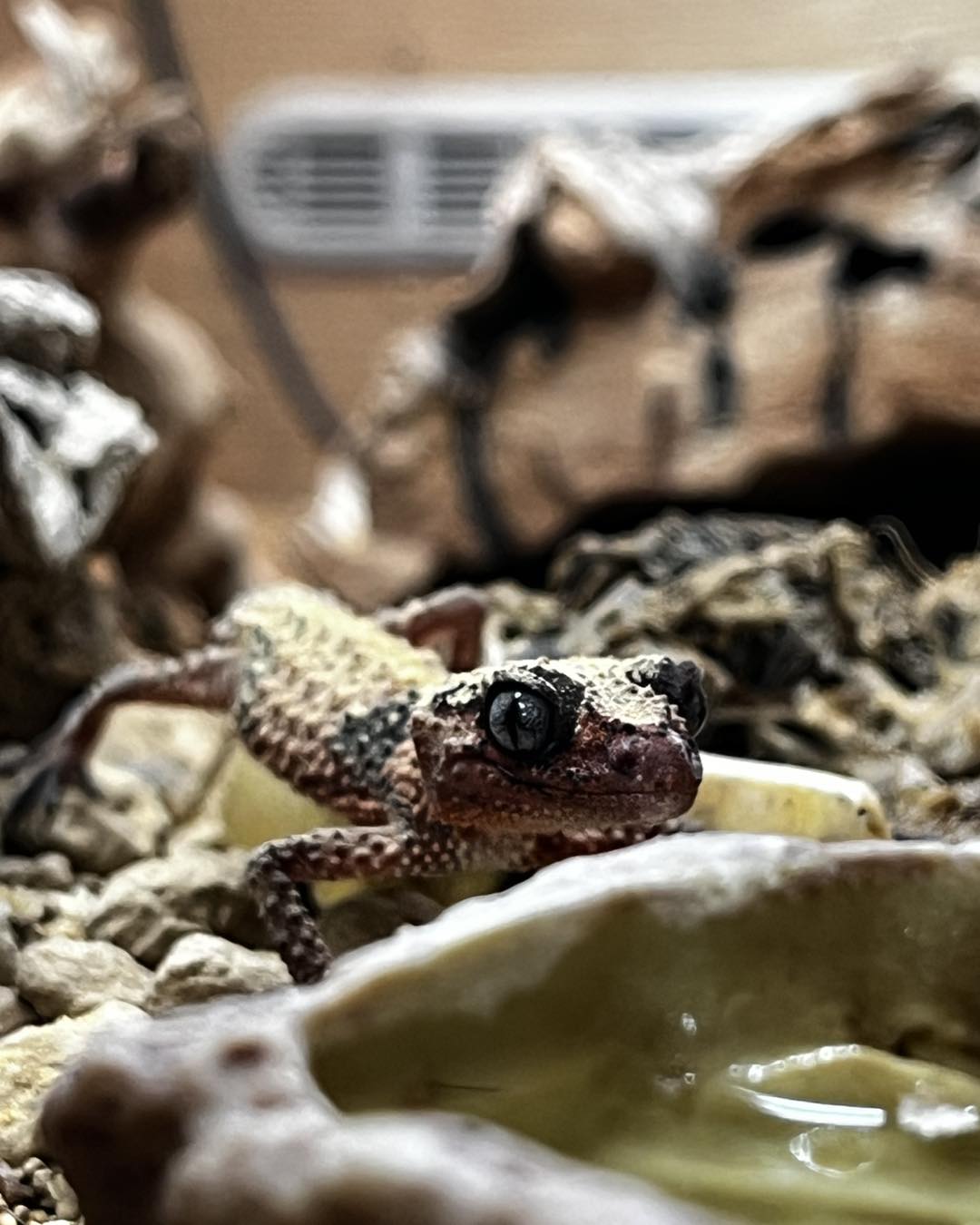 Northern Knob Tail Gecko- Nephurus cinctus