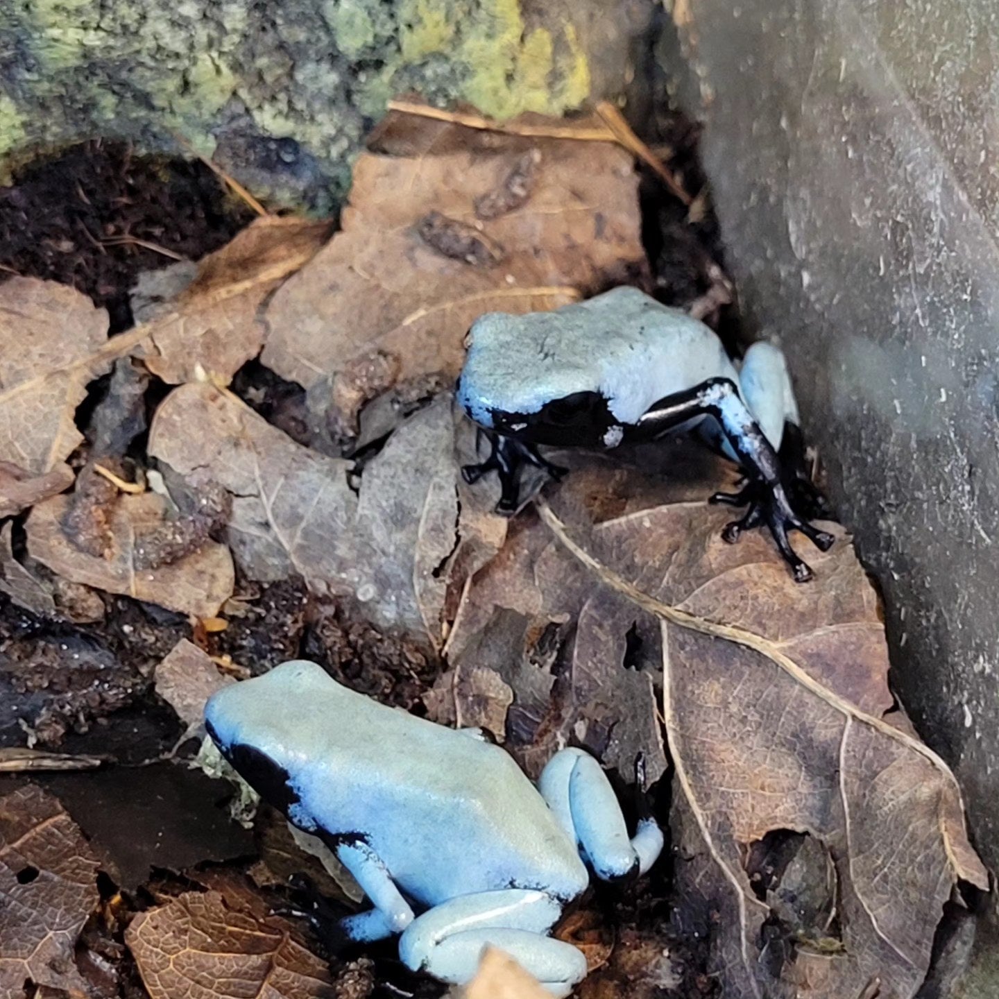 Blue Splashback Dart Frogs- Adelphobates galactonotus "Blue"