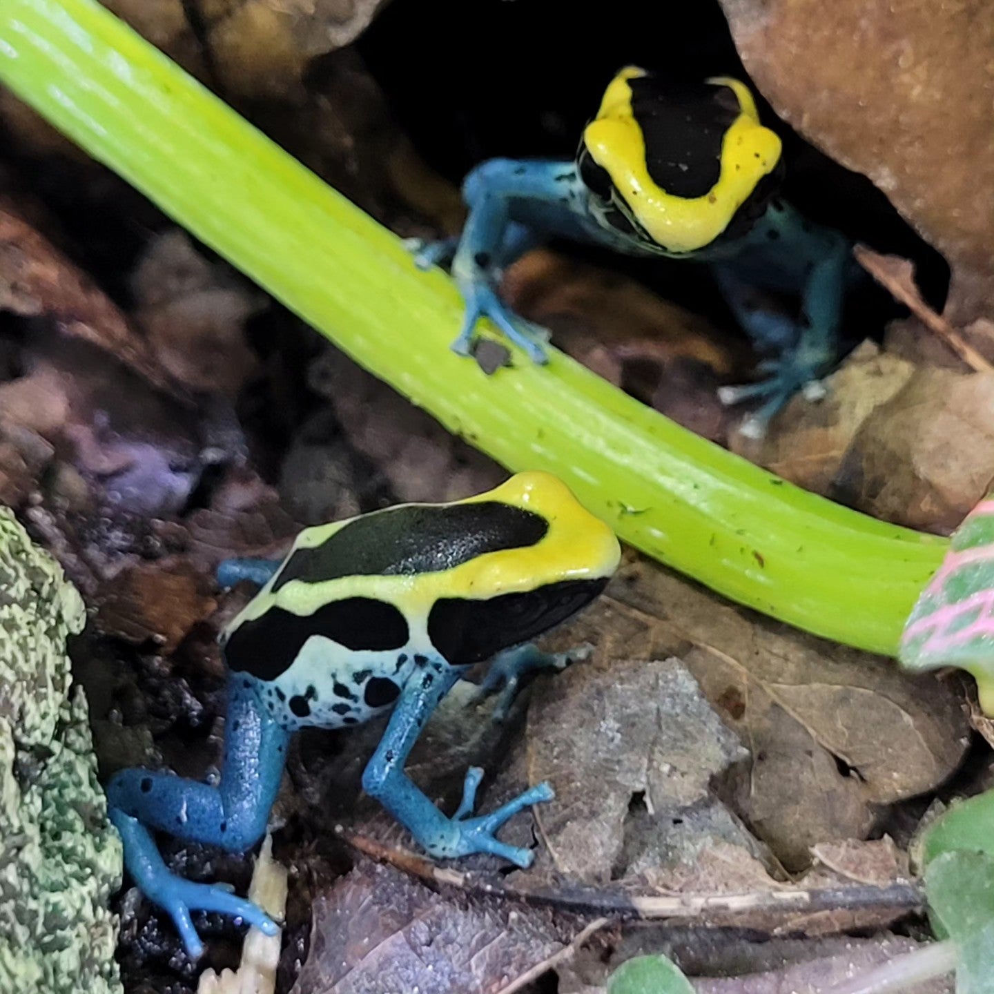 Dyeing Dart Frog- Dendrobates tinctorious "Patricia"