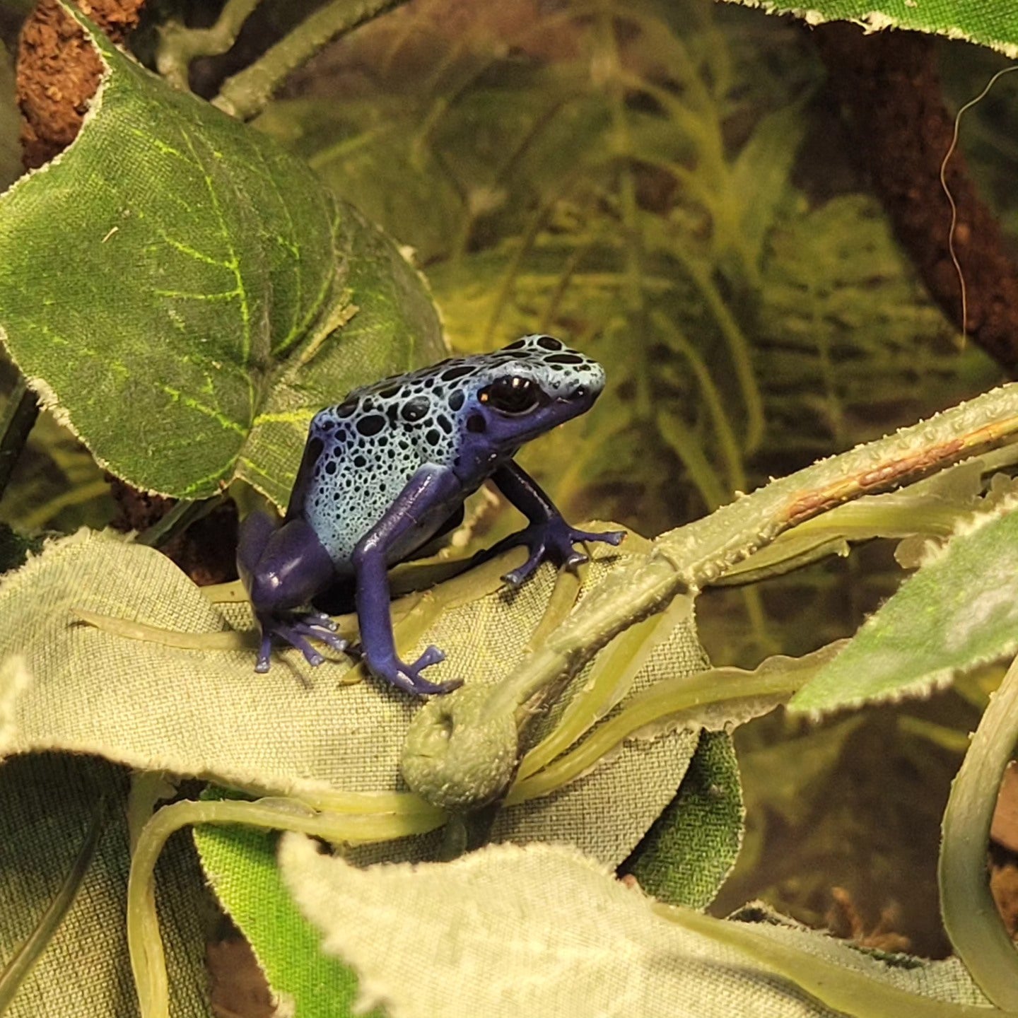 Blue Azureus Dart Frog- Dendrobates tinctorious