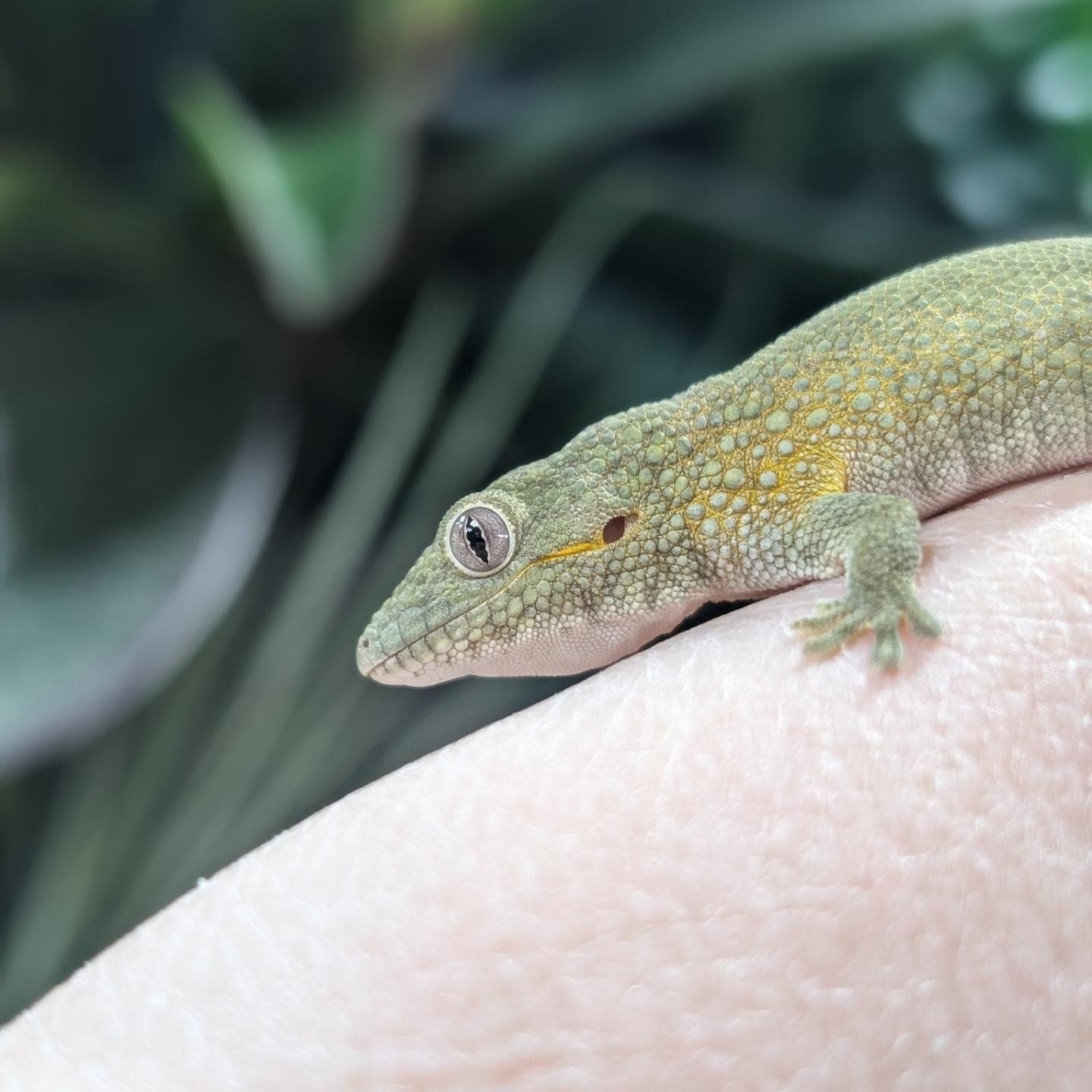 Bauer's Chameleon Gecko- Eurydactylodes agrocolae