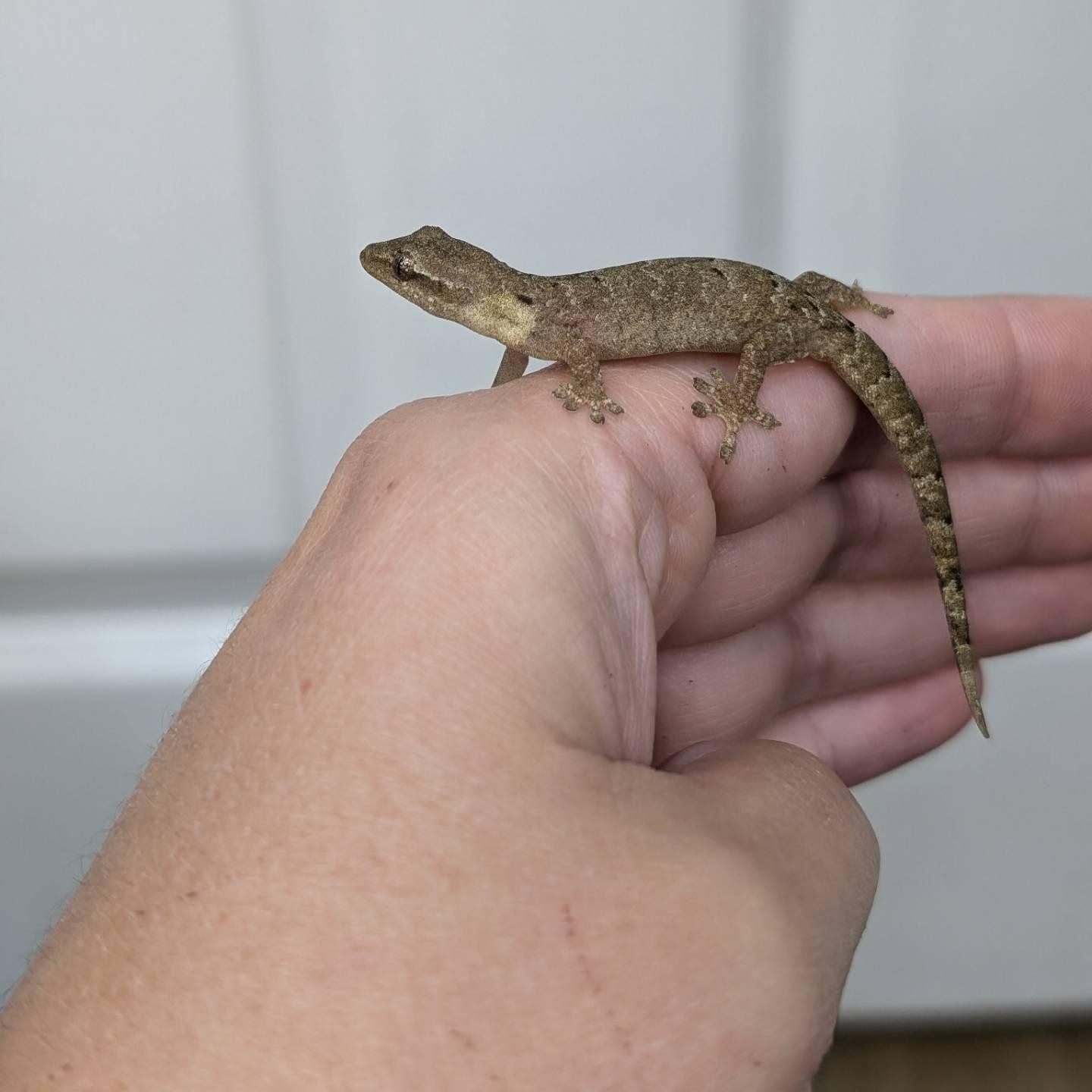 Mourning Geckos- Lepidodactylus lugubris