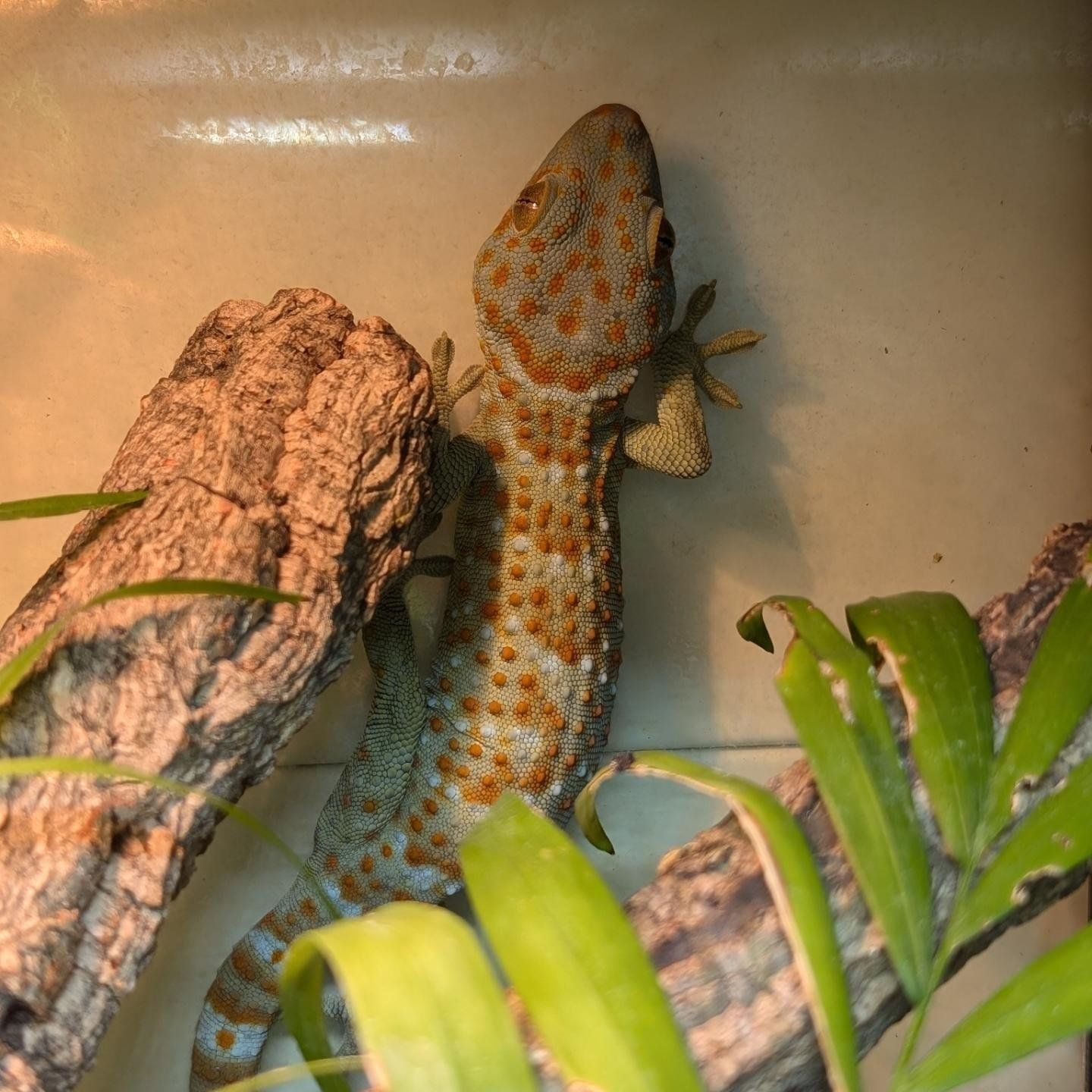 Tokay Gecko Gekko gecko