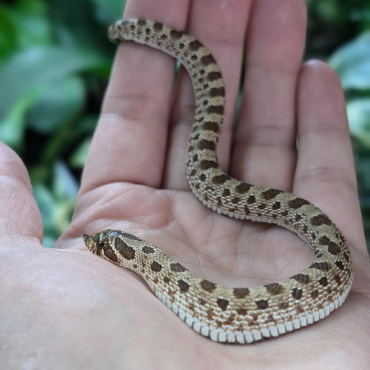 Western Hognose "Anaconda" Heterodon nasicus