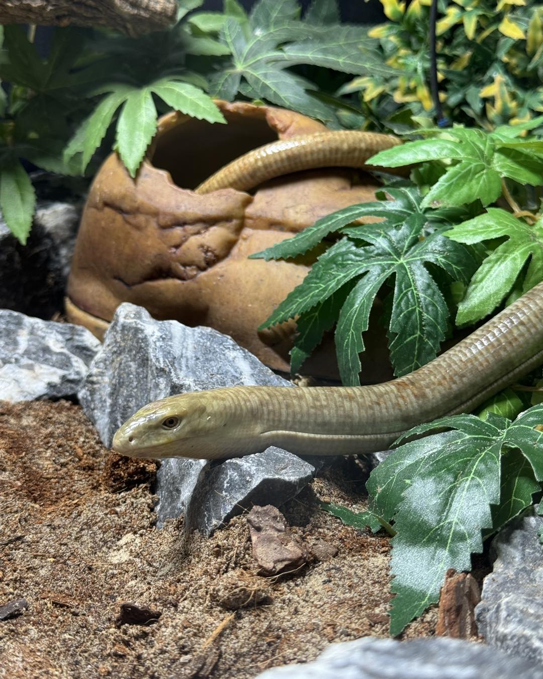 European Legless Lizard- Pseudopus adopus