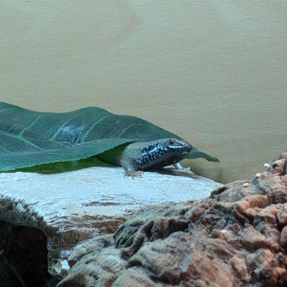 African Rainbow Skink Pair- Trachylepis quinquetaeniata