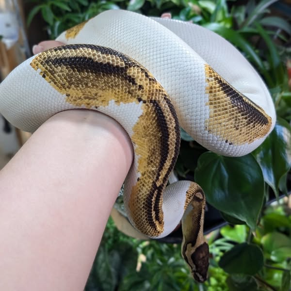 CB22 Pastel Fire Pied Royal Python Female