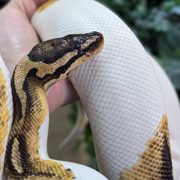 CB22 Pastel Fire Pied Royal Python Female