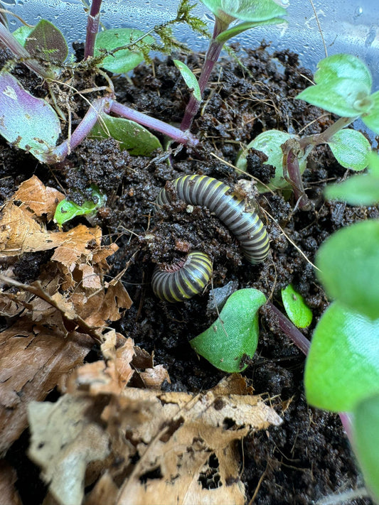 BumbleBee Millipedes