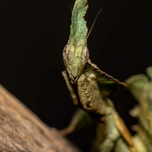 Ghost Mantis- Phyllocrania paradoxa