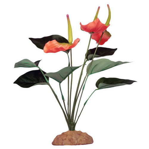 Komodo Anthurium Bush