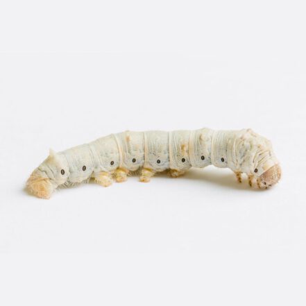 Silkworms