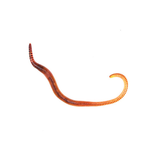 Worms (Dendrobaena)