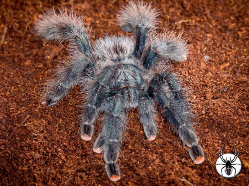 Avicularia metallica Metallic Pink Toe (1-2cm)