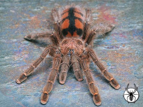 Avicularia minatrix Red Stripe Pink Toe (1cm)