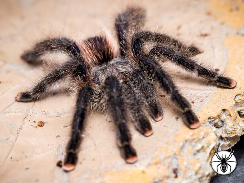 Avicularia juruensis Purple Pink Toe (2cm)