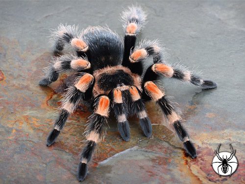 Brachypelma hamorii Mexican Red Knee (1cm)