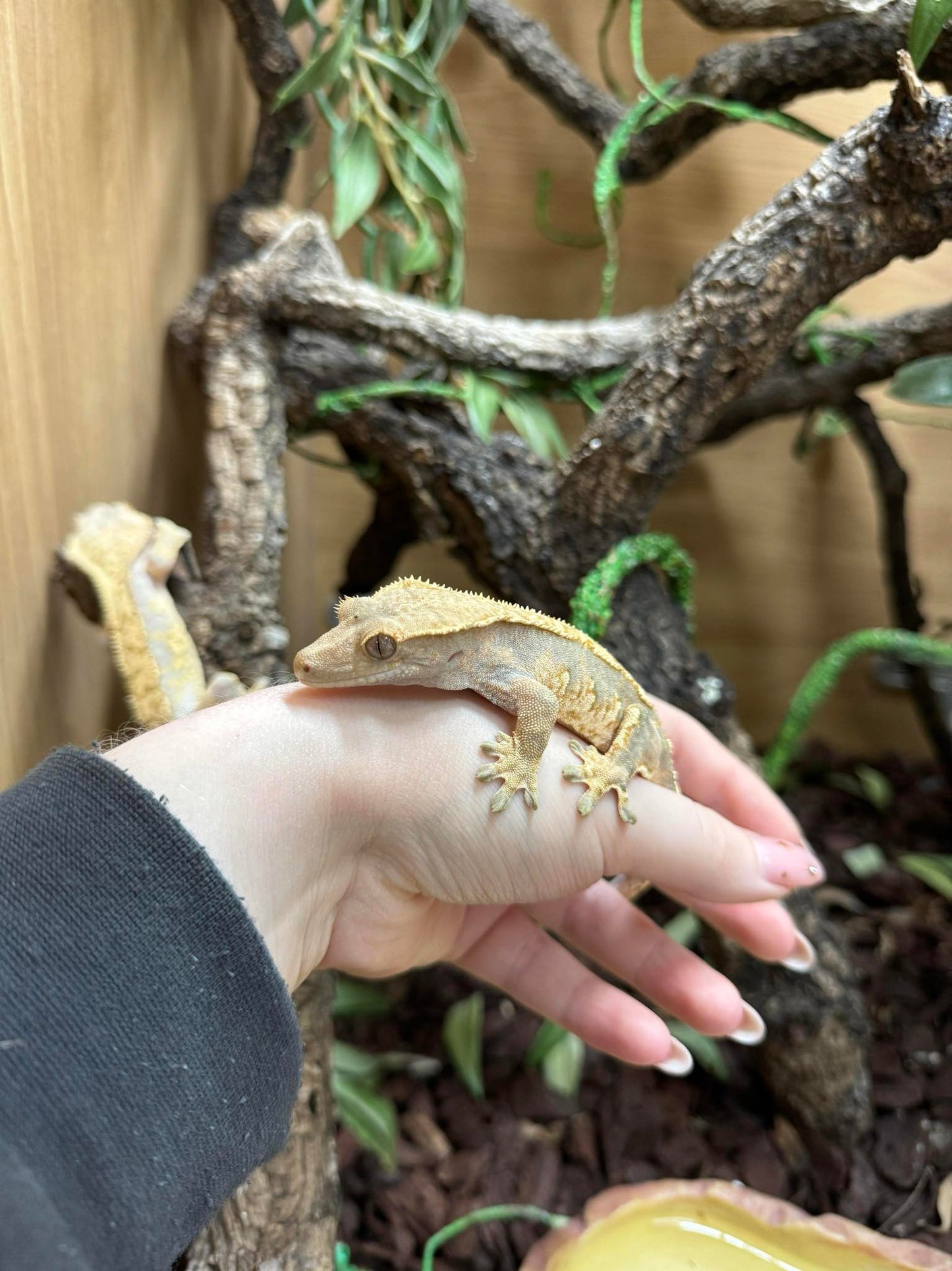 Crested Gecko Sub Adult