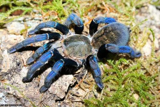 Cyriopagopoeus lividus Cobalt Blue (2cm)