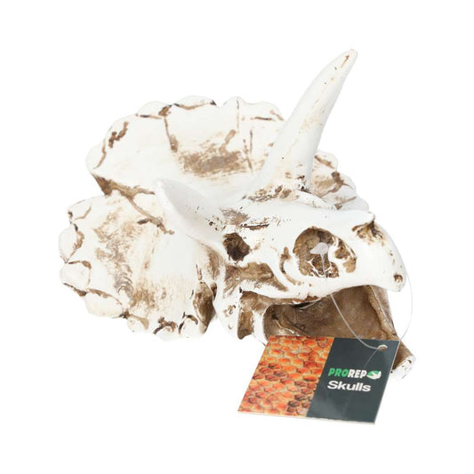 Triceratops Skull 17x12x12.5cm