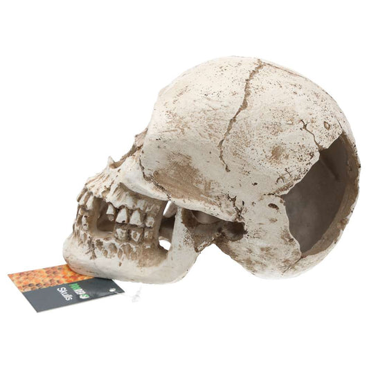 ProRep Human Skull