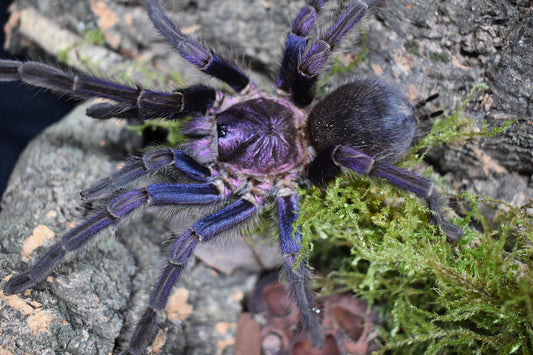 Phormictopus sp. “Dom Purple” Dom Rep Purple (2cm)