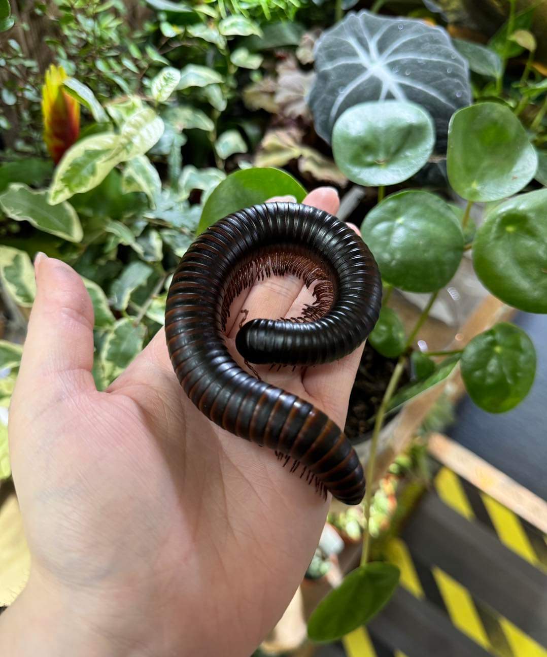 African Train Millipede