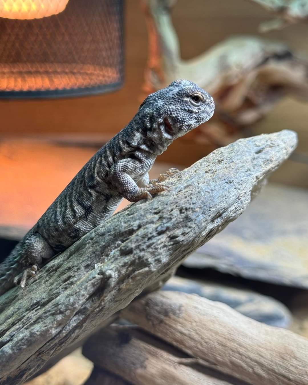 Moroccan Uromastyx Flame