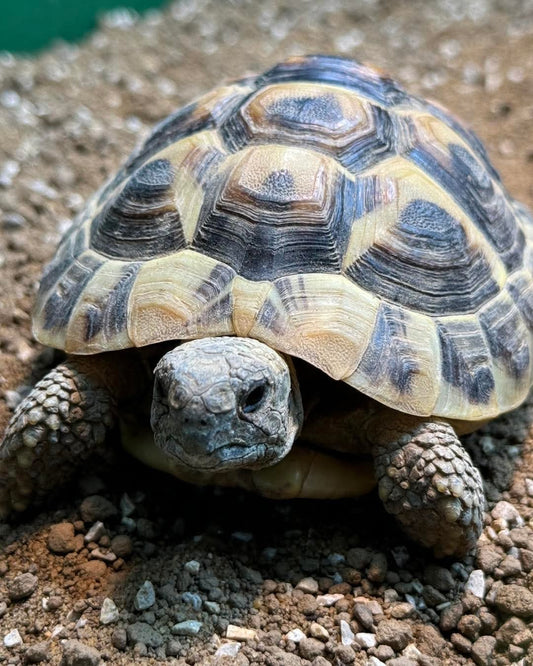 Herman's Tortoise- Testudo hermani