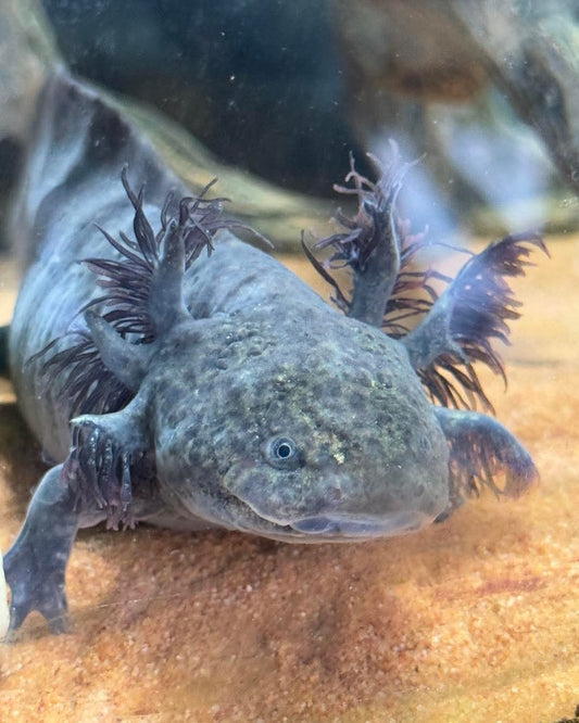 Wild Type Axolotl