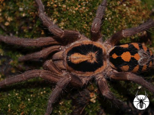 Hapalopus formosus Pumpkin Patch (1cm)