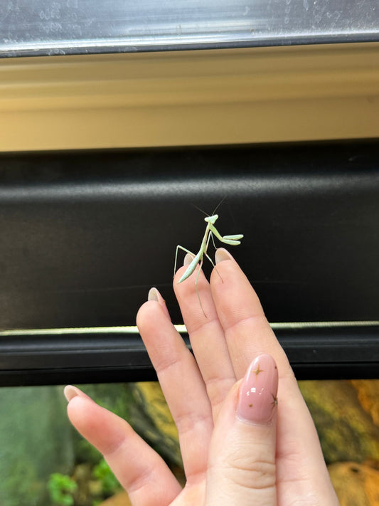 Giant Asian Mantis