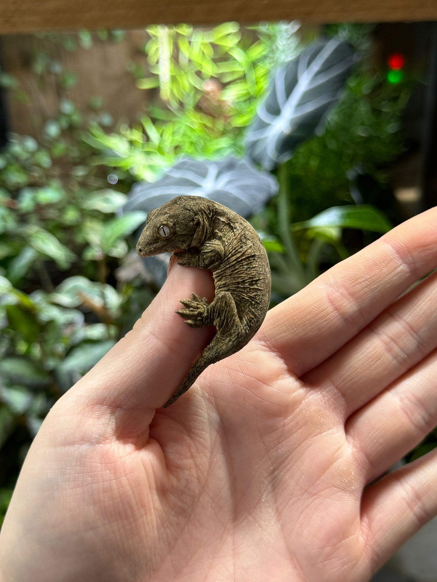 New Caledonian Giant Gecko- Rhacodactylus leachianus