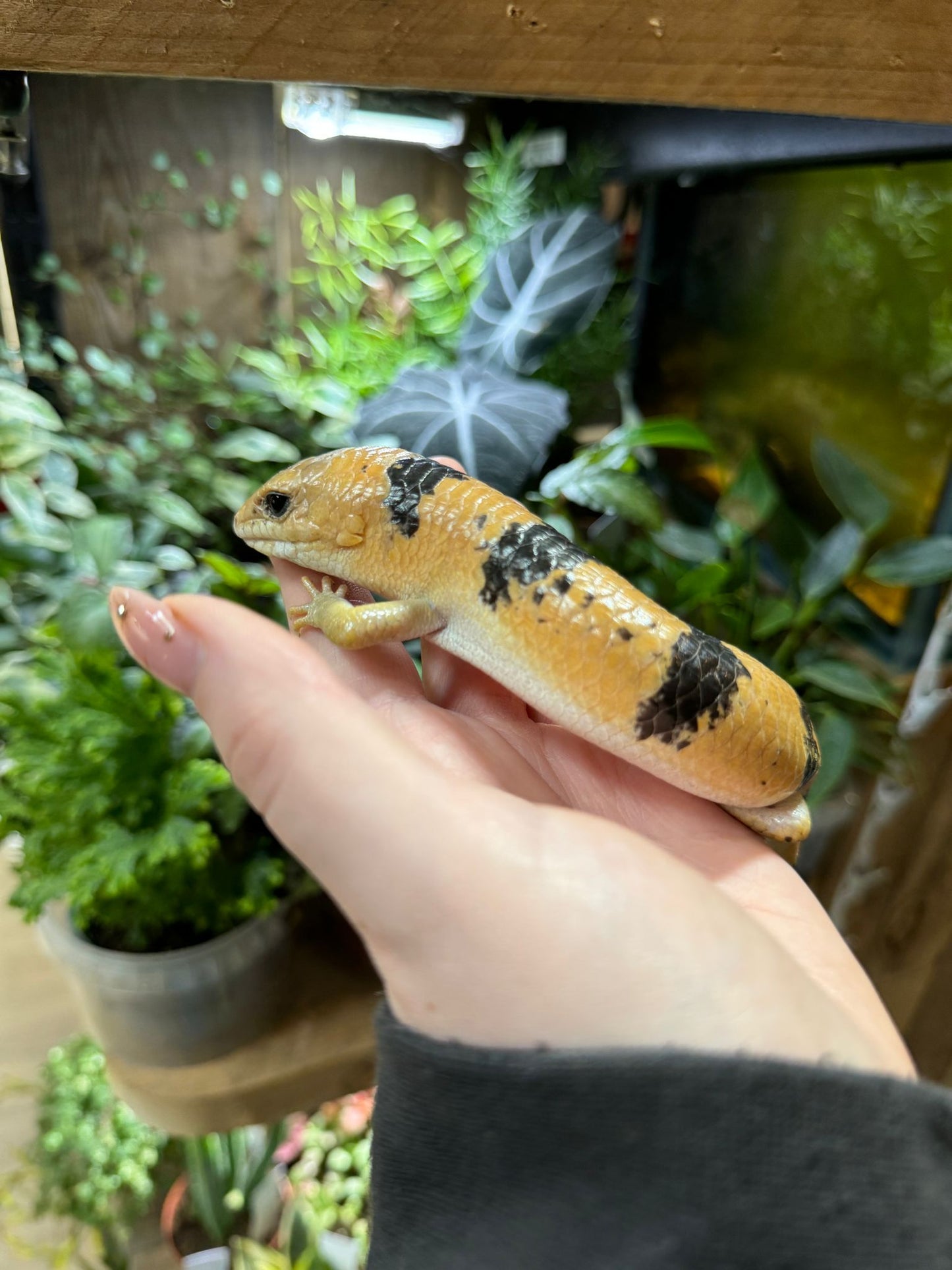 Peters Banded Skinks- Scincopus fasciatus TRIO