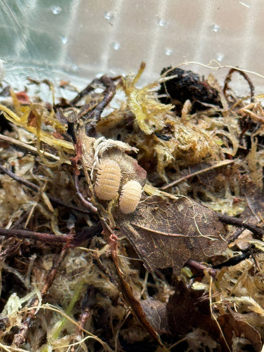 Crystal Pineapple Isopods x 10