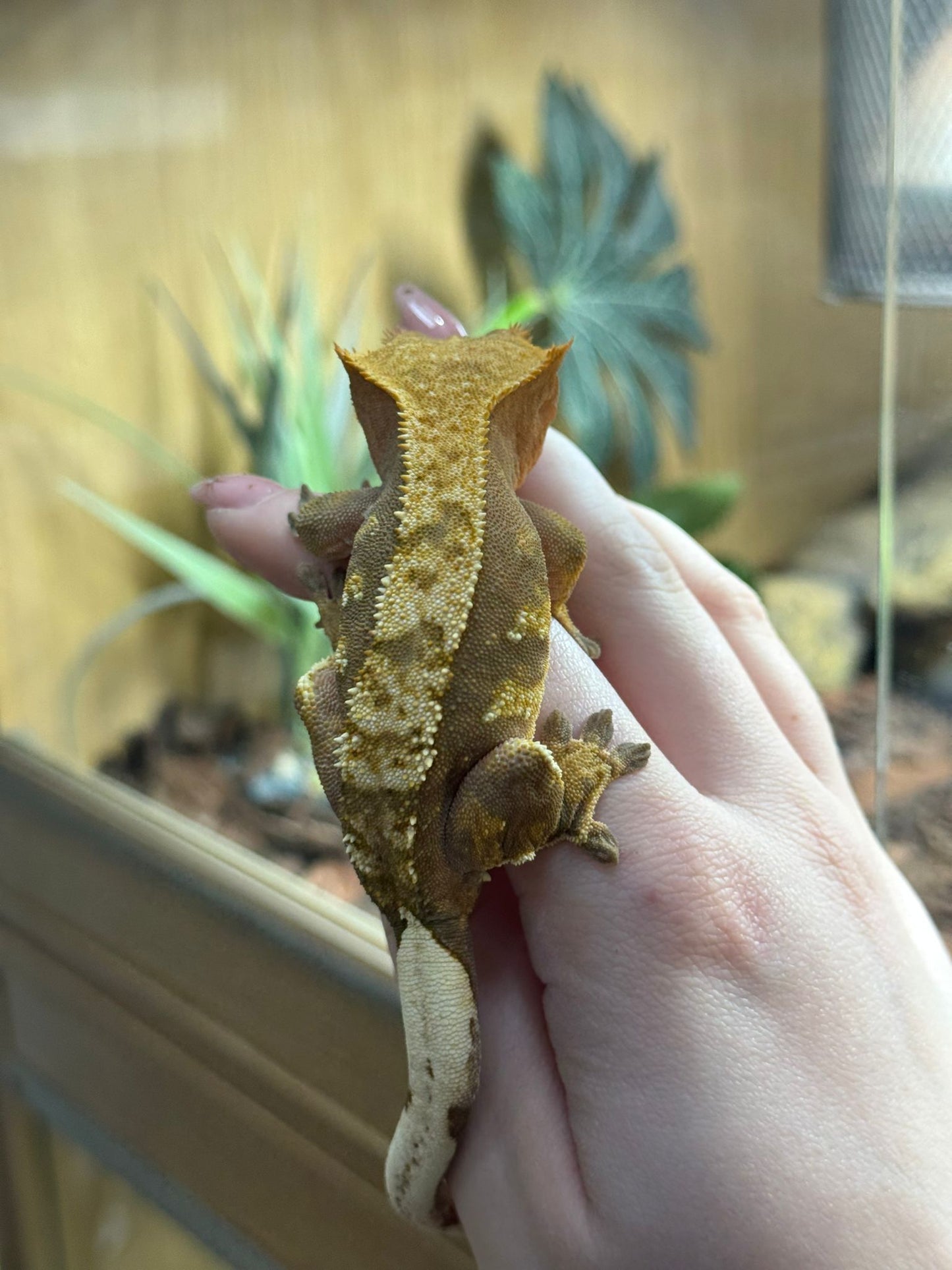 Crested Gecko Juvenile- Mixed Morphs