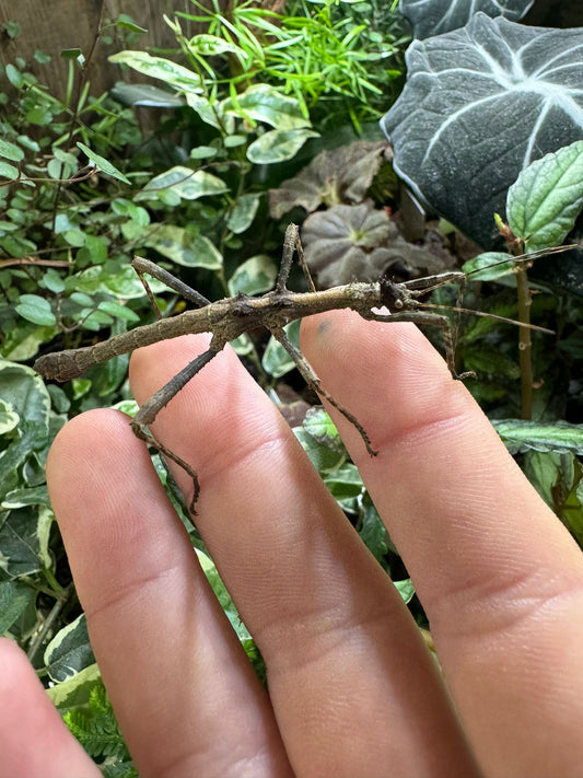 Giant Thorny Stick Insect