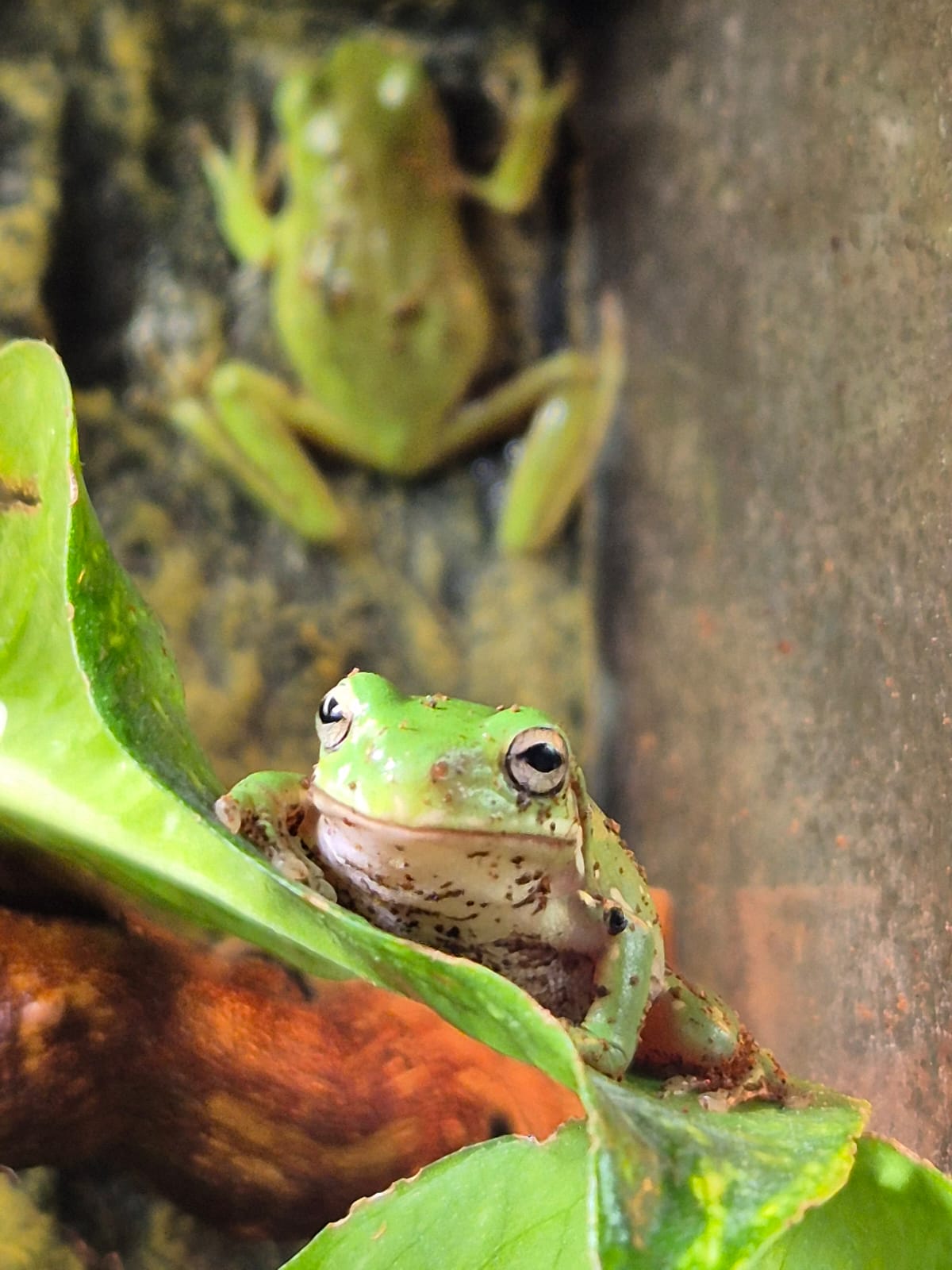 Whites Tree Frog- Ranoidea caerulea