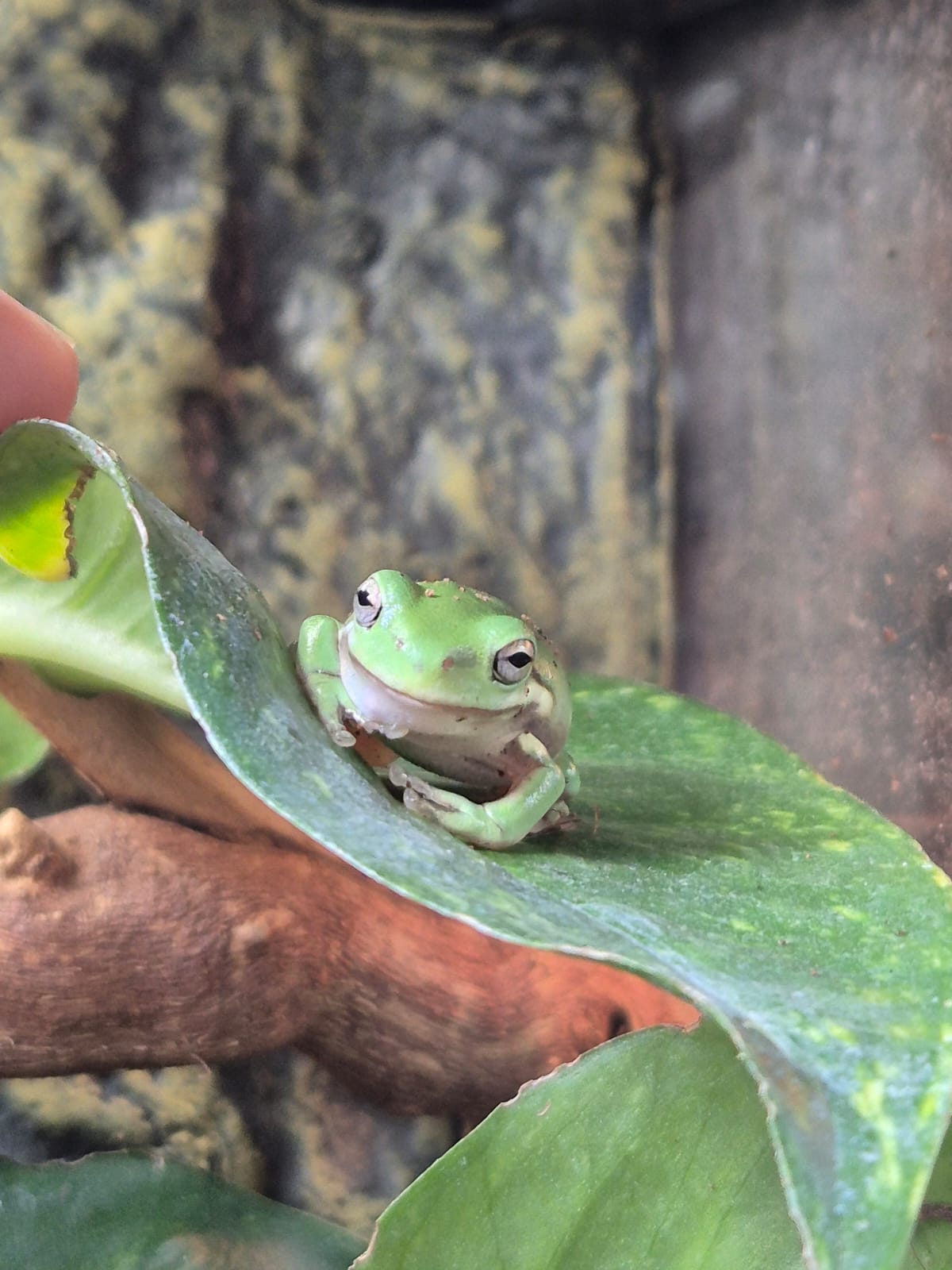 Whites Tree Frog- Ranoidea caerulea