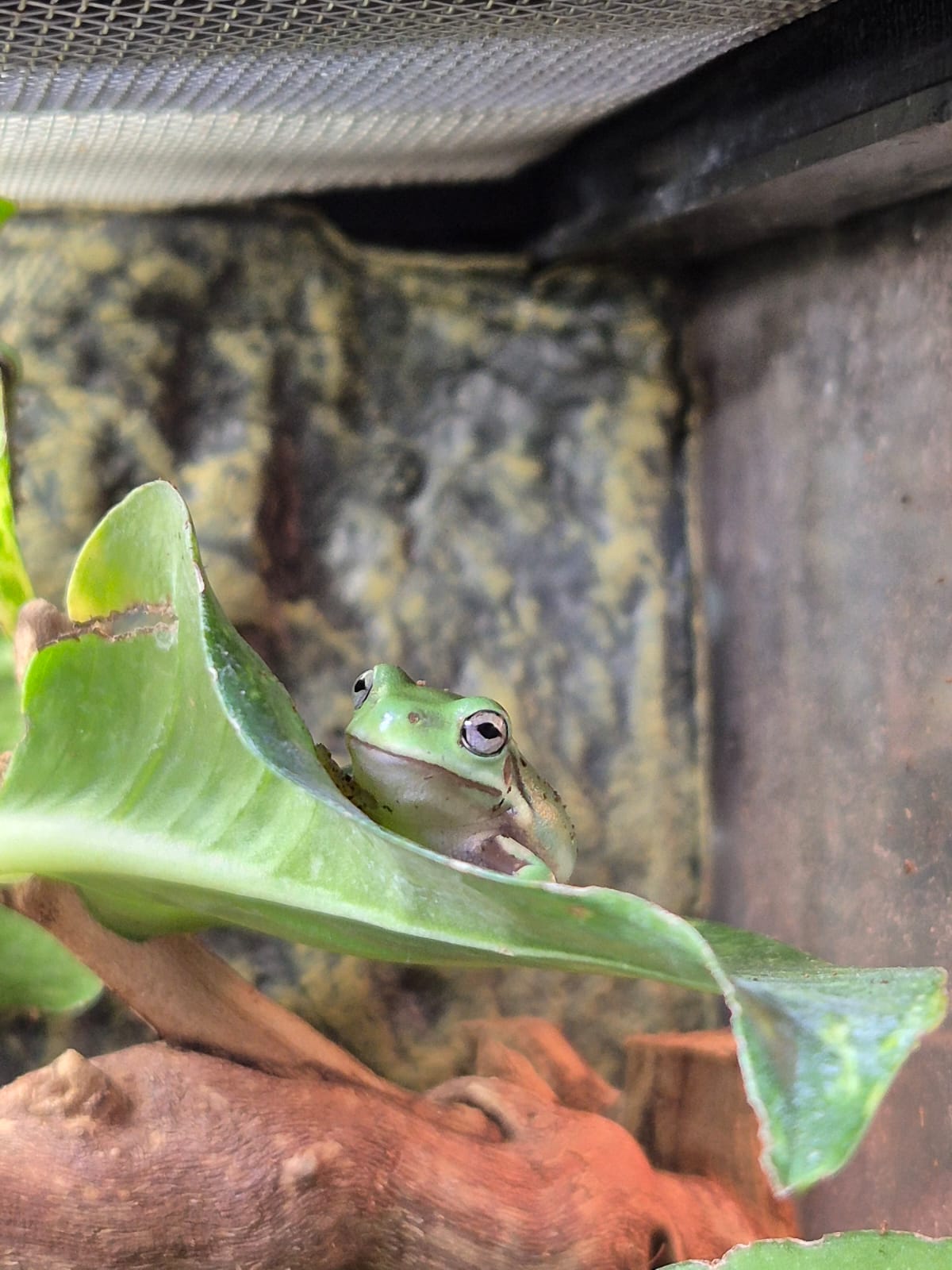 Whites Tree Frog- Ranoidea caerulea