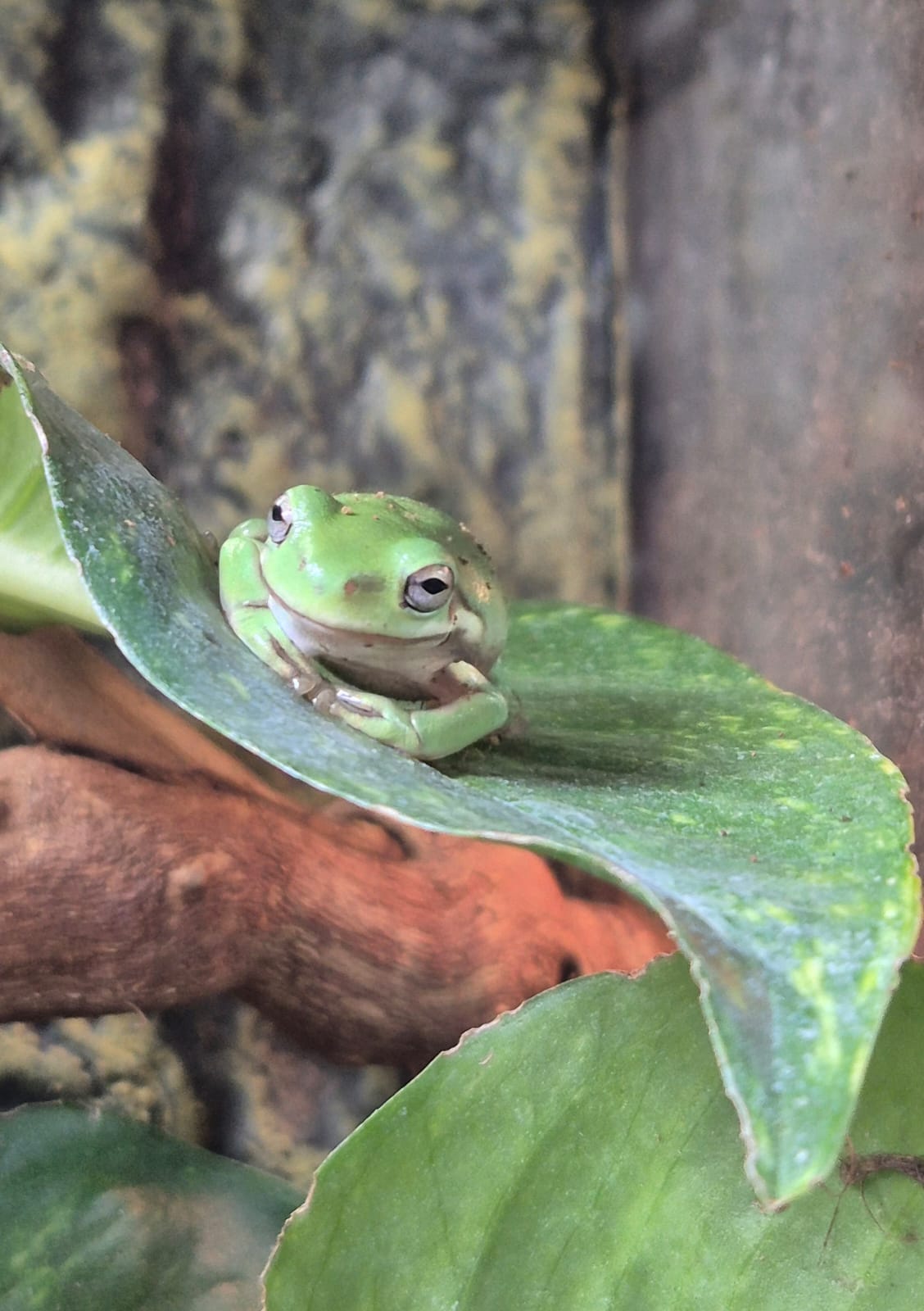 Whites Tree Frog- Ranoidea caerulea