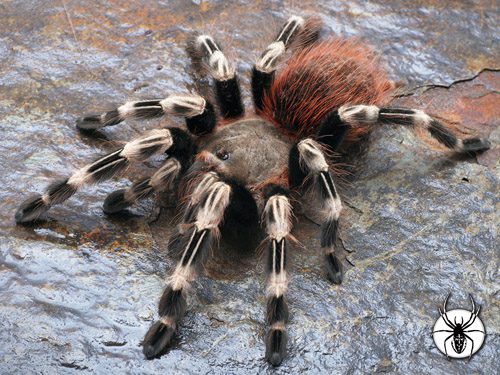 Vitalius chromatus White Striped Birdeater (1cm)