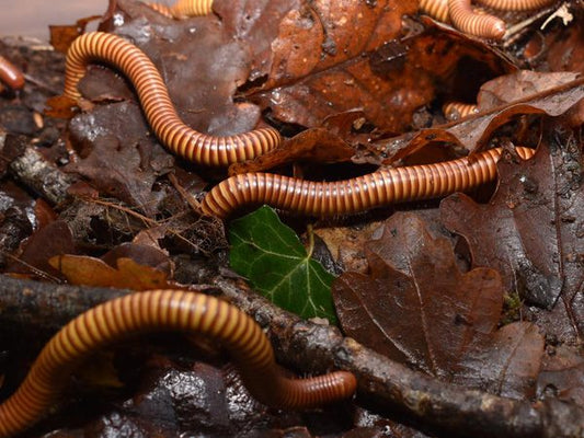 Orthroporus ornatus- Giant Gold Millipedes