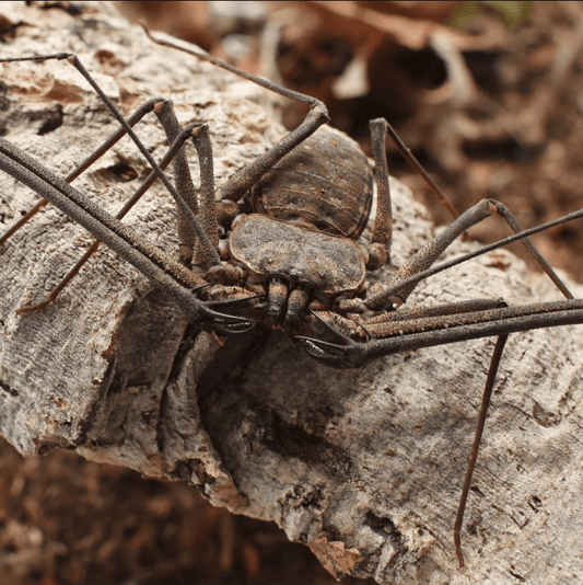 Phrynichus orientalis Thai Giant Whip (SA/A)