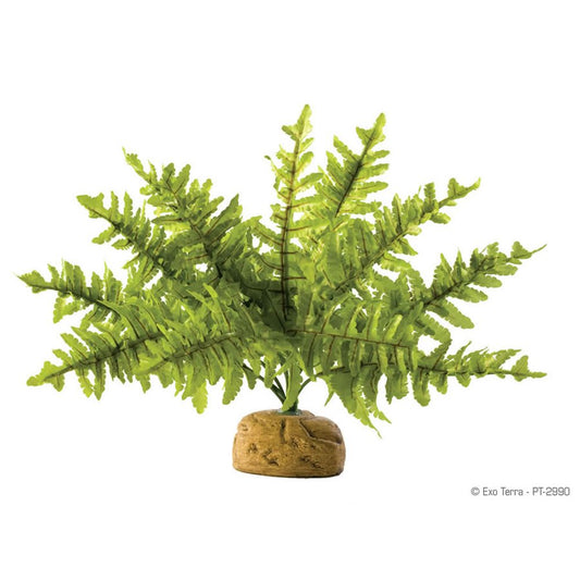 Exo Terra Boston Fern