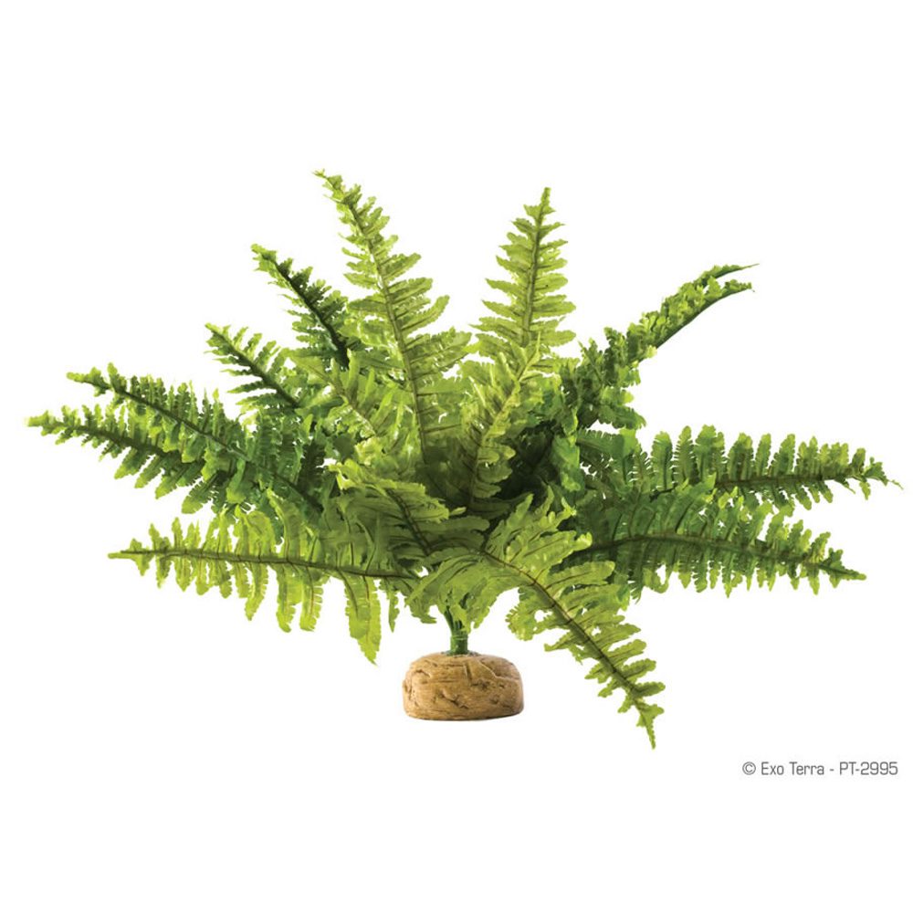 Exo Terra Boston Fern