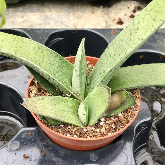 Gasteria “little warty” (Medium)