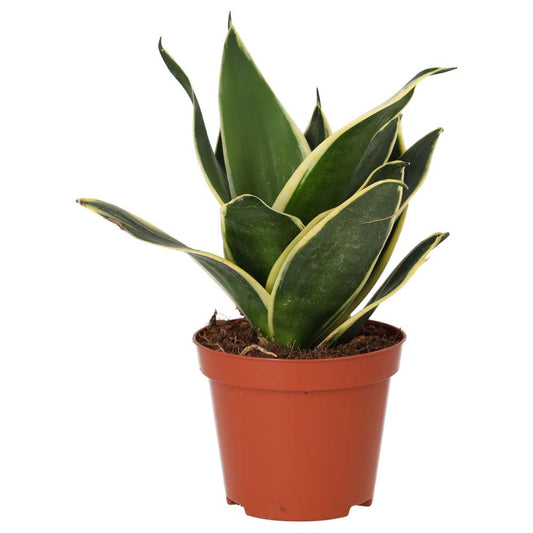 Mother-in-law’s Tongue (Medium) (Sansevieria trifasciata)